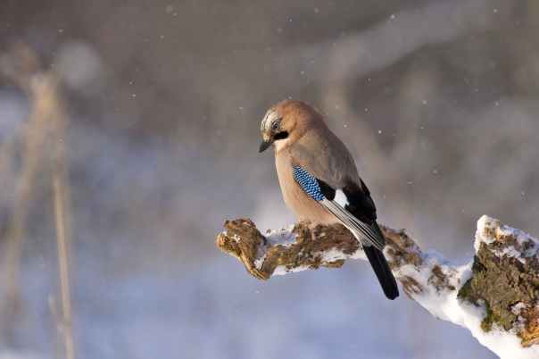 jay-bird-konar-winter-45212